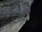 Killer Auriculatus Tooth - Megalodon Ancestor #13643-4